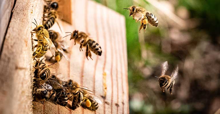 Honey Bees Hive Entrance